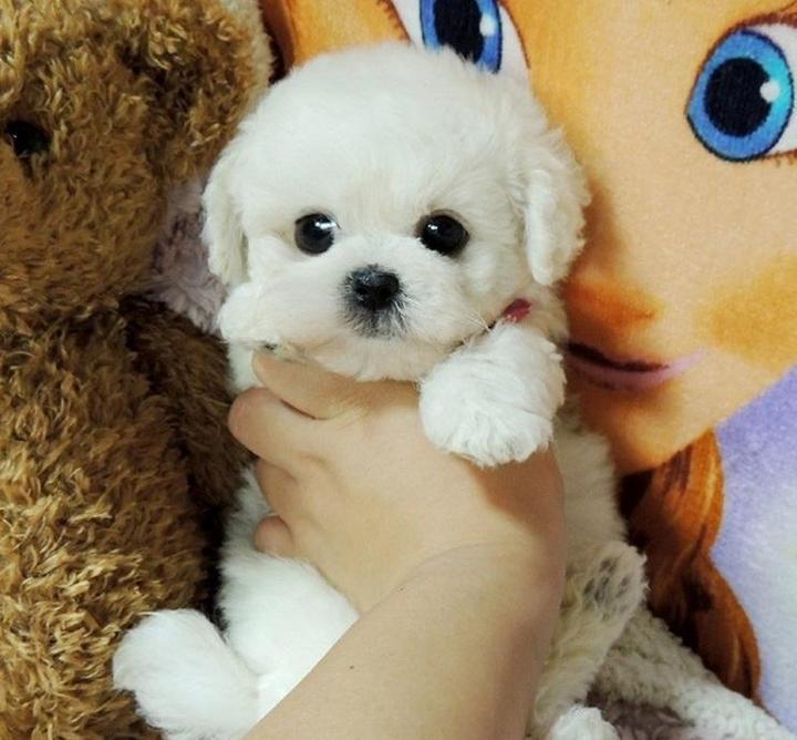 DearTeddy™ - A realistic pet toy