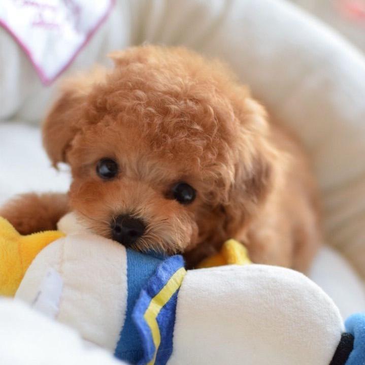 DearTeddy™ - A realistic pet toy