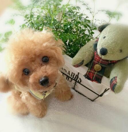 DearTeddy™ - A realistic pet toy