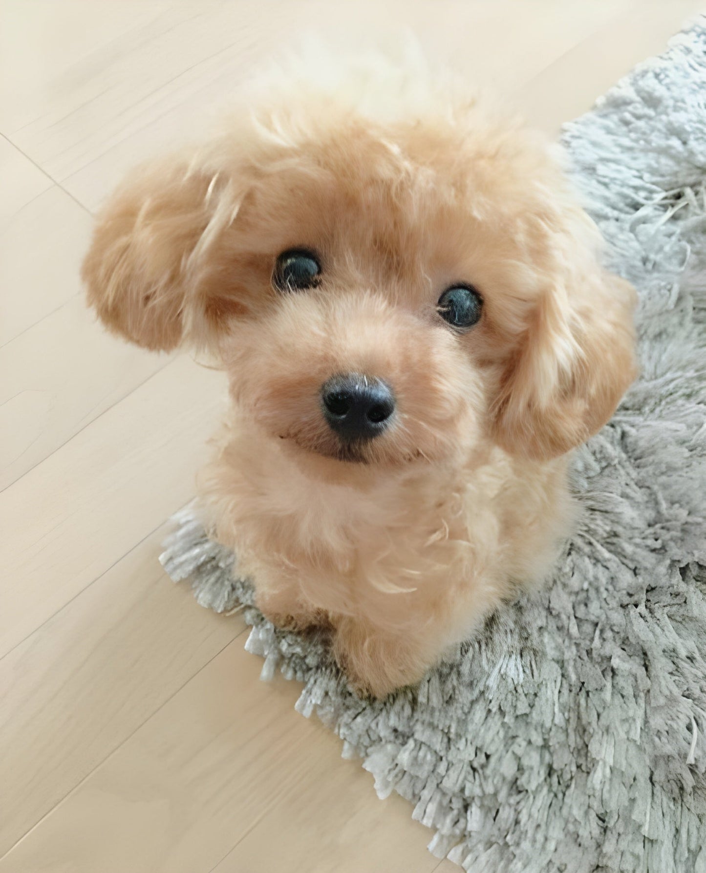 DearTeddy™ - A realistic pet toy