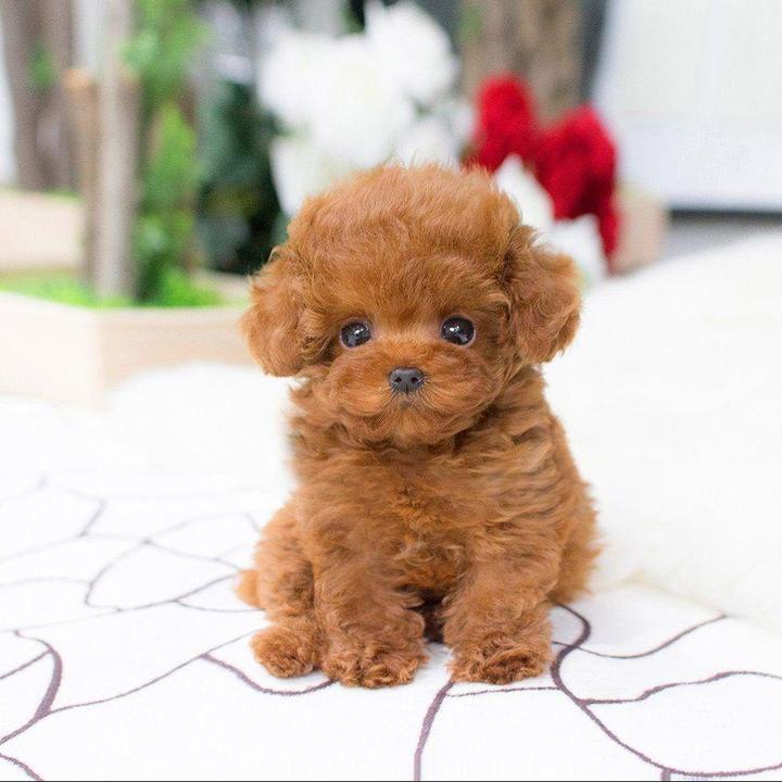 DearTeddy™ - A realistic pet toy