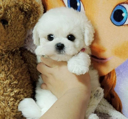 DearTeddy™ - A realistic pet toy
